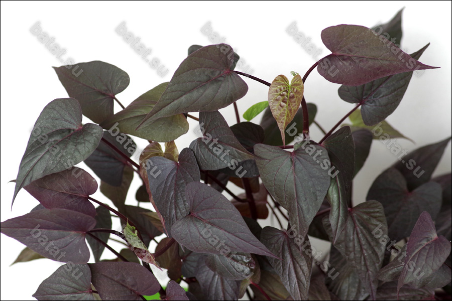 Декоративная ипомея батат