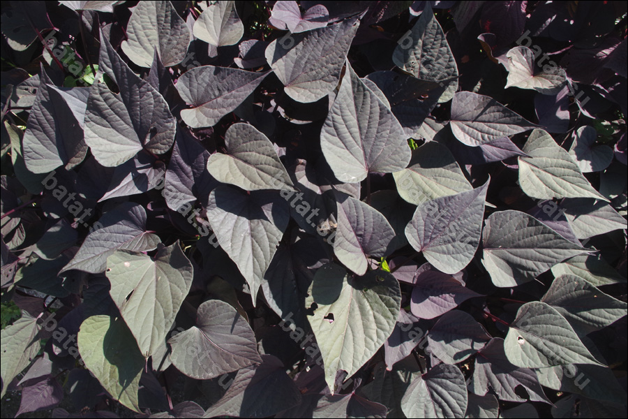 Декоративная ипомея батат