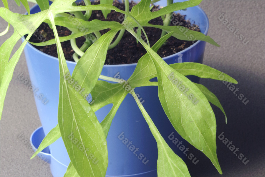 Декоративная ипомея батат