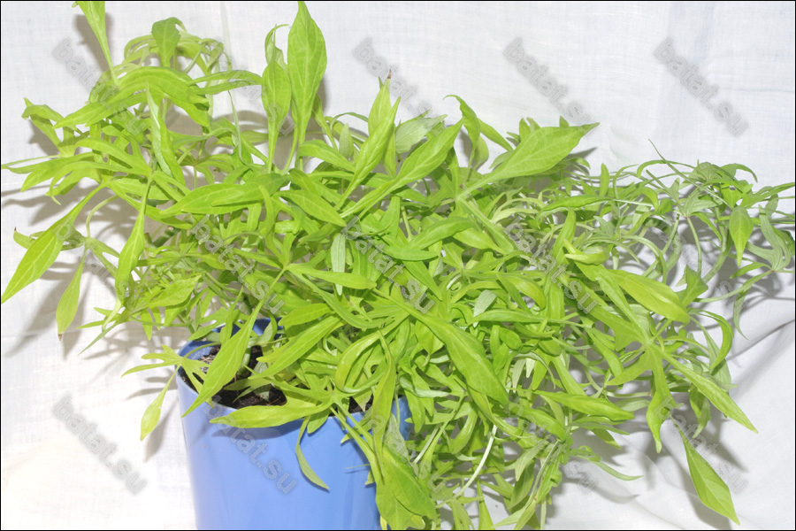 Декоративная ипомея батат