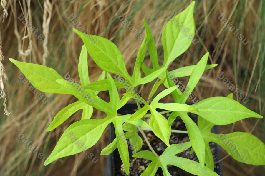 Декоративная ипомея батат