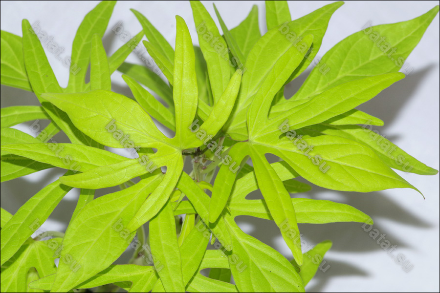 Декоративная ипомея батат