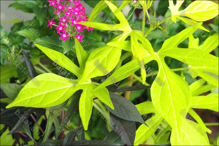 Декоративная ипомея батат