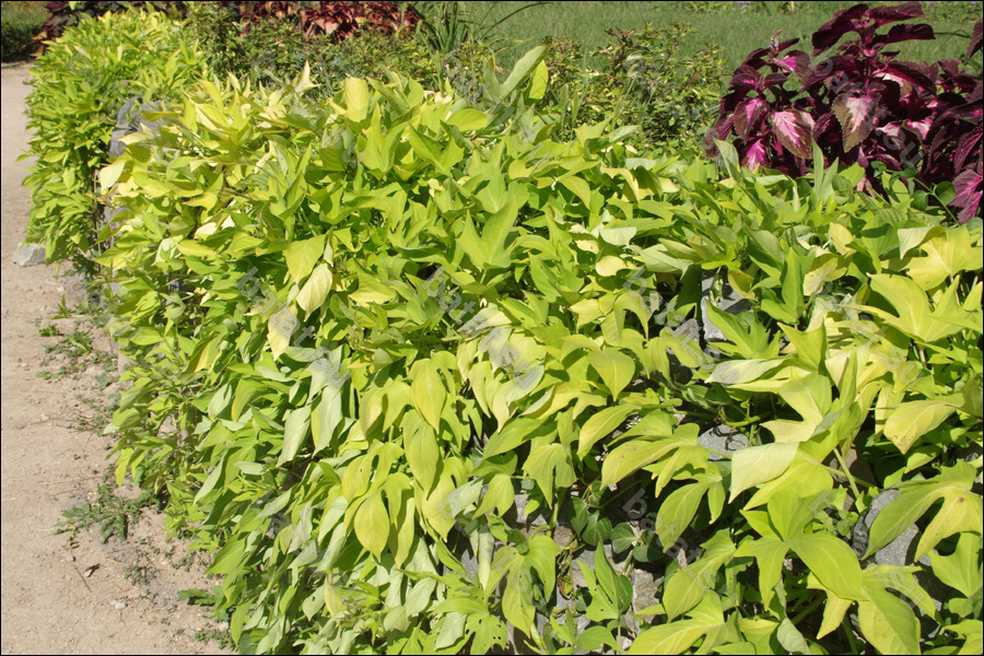 Декоративная ипомея батат