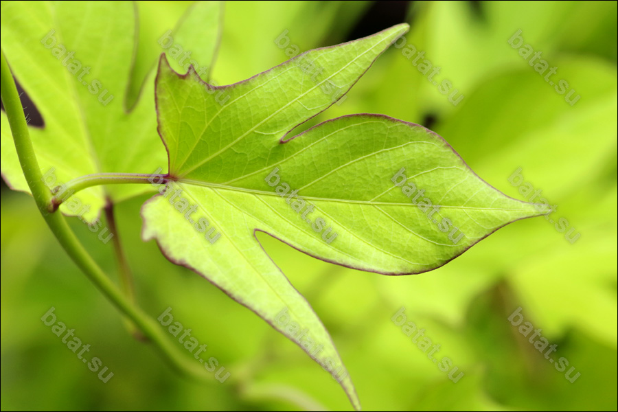 Декоративная ипомея батат