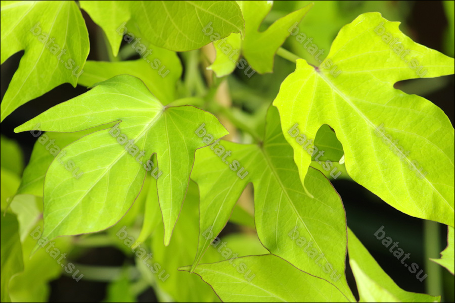 Декоративная ипомея батат