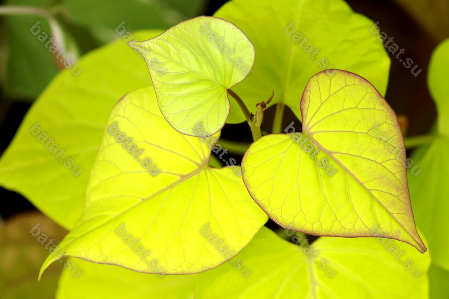 Декоративная ипомея батат