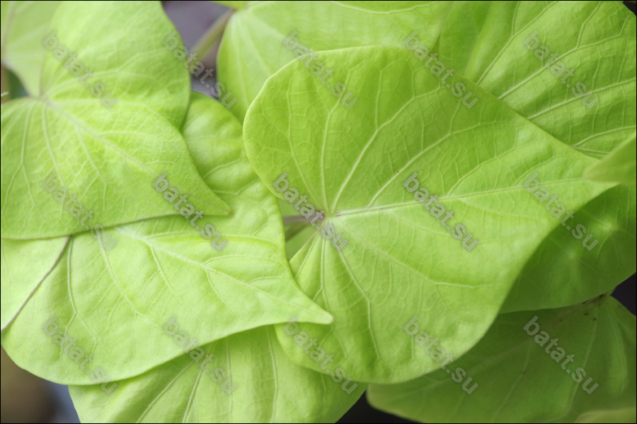 Декоративная ипомея батат