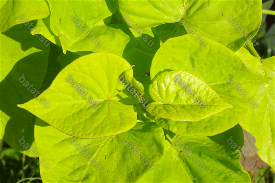 Декоративная ипомея батат