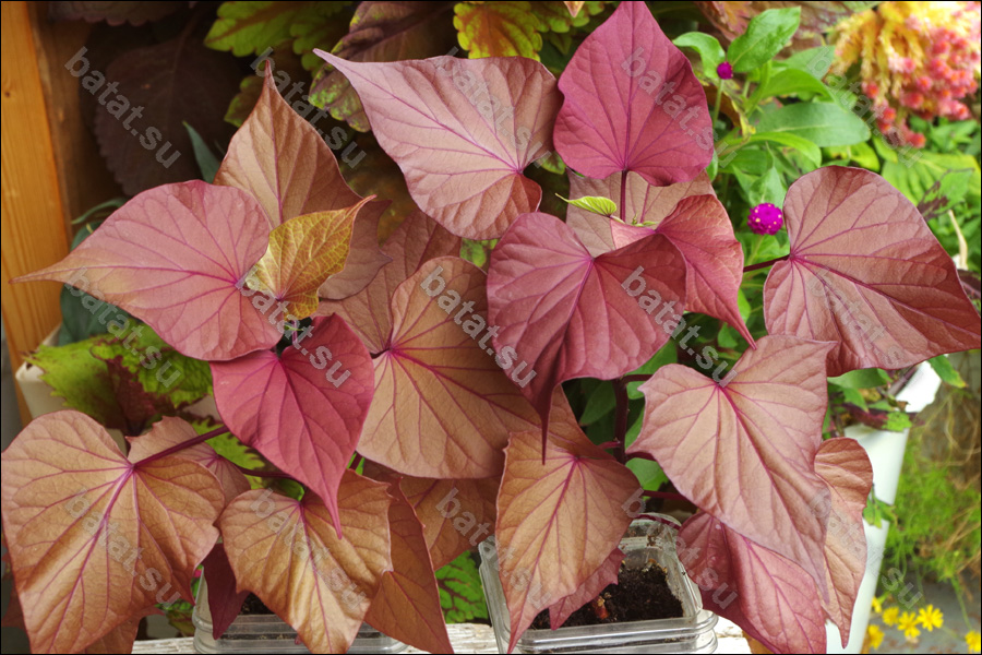 Декоративная ипомея батат