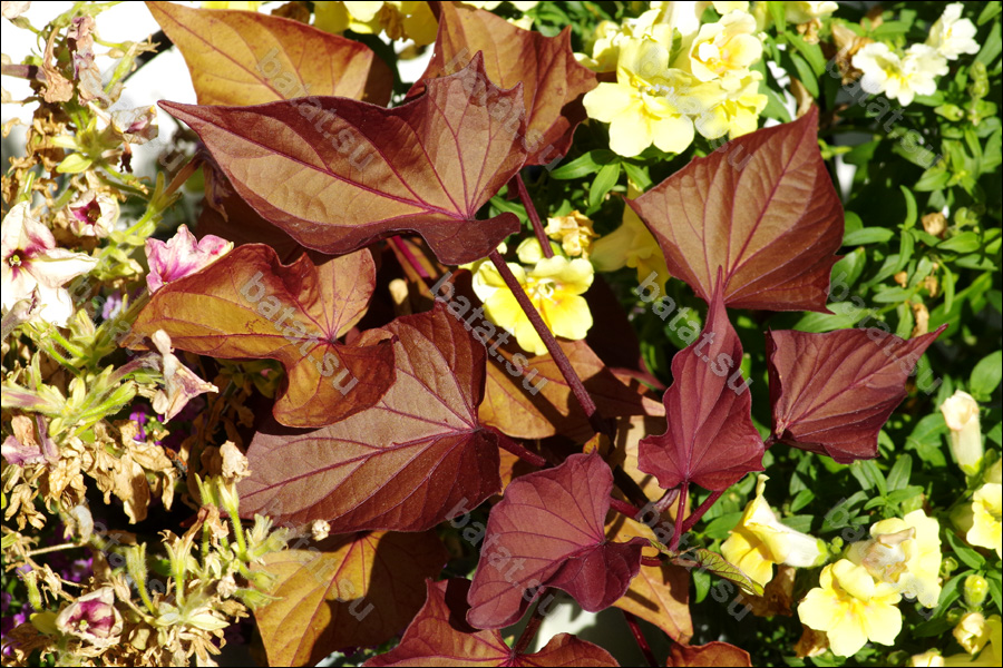 Декоративная ипомея батат