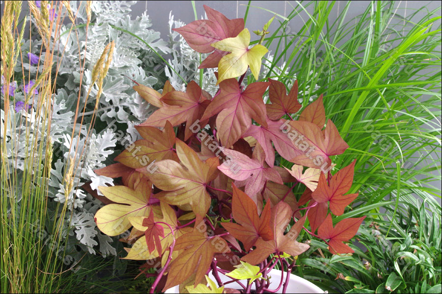 Декоративная ипомея батат