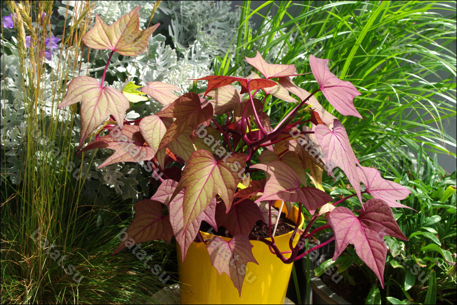 Декоративная ипомея батат