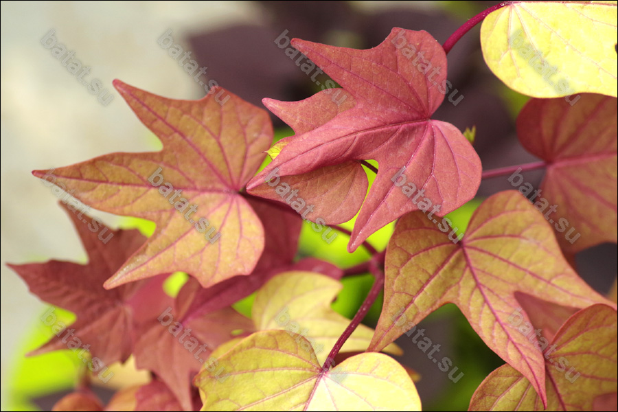 Декоративная ипомея батат