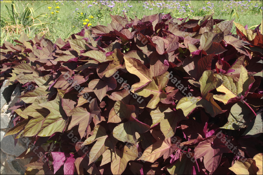 Декоративная ипомея батат