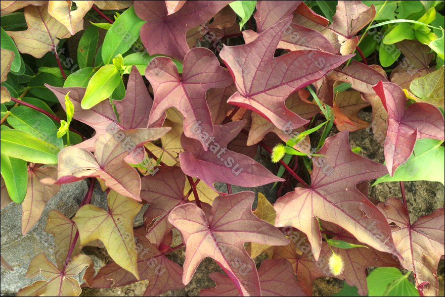 Декоративная ипомея батат