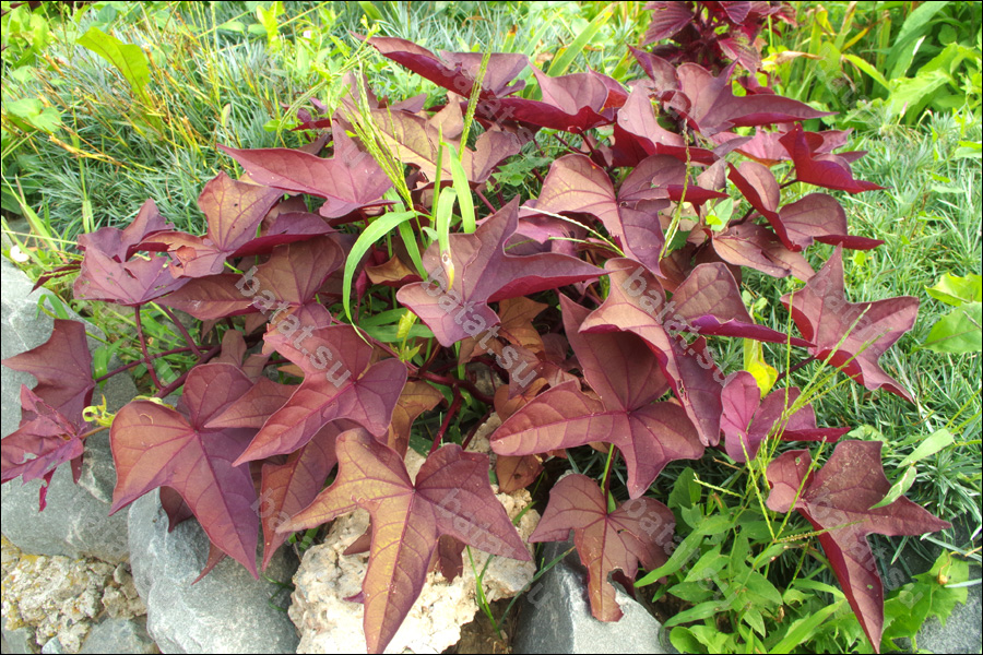 Декоративная ипомея батат