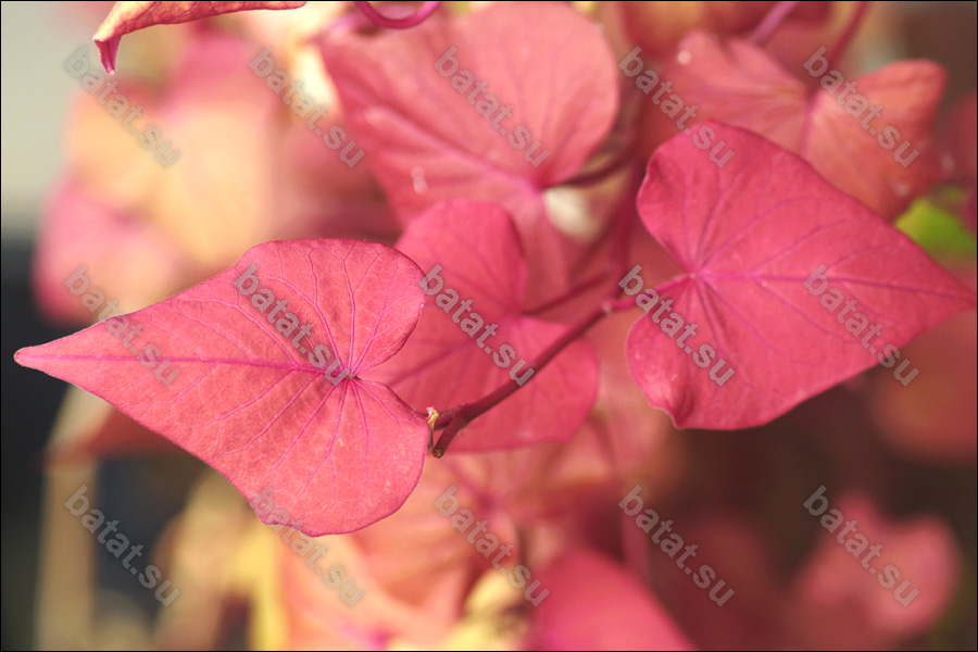 Декоративная ипомея батат