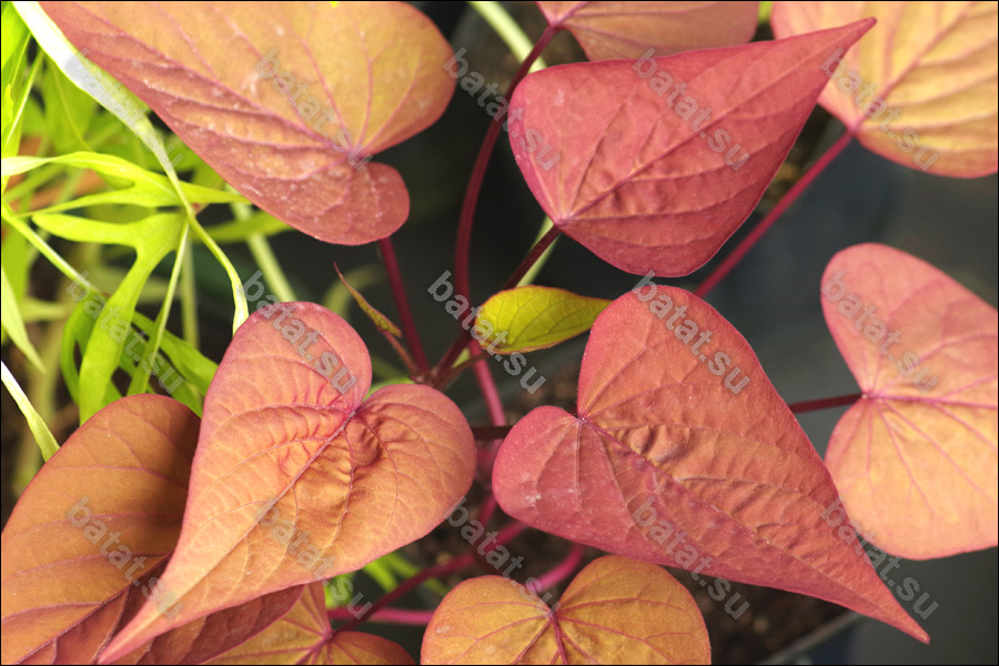 Декоративная ипомея батат