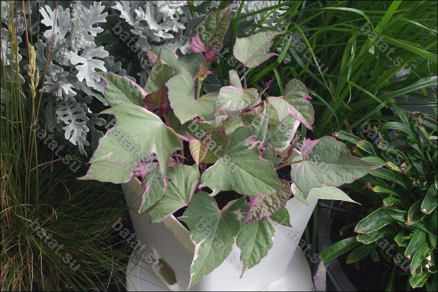 Декоративная ипомея батат