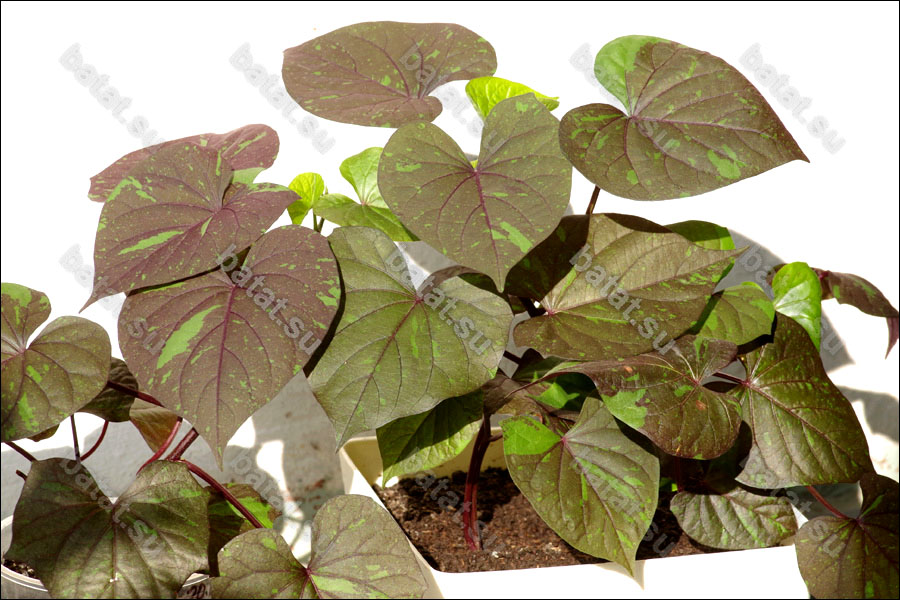 Декоративная ипомея батат