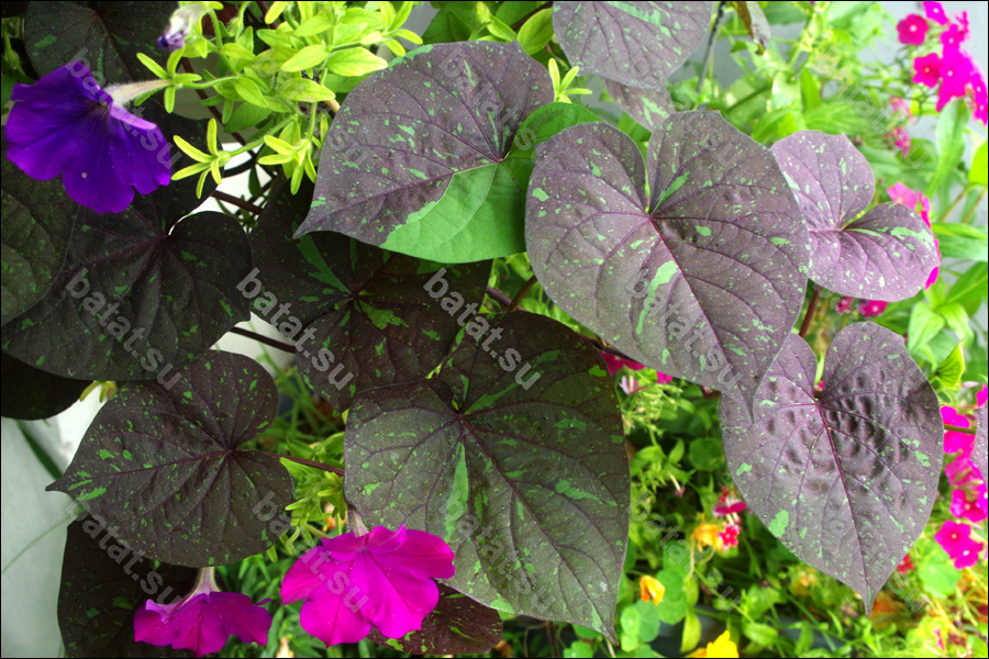 Декоративная ипомея батат