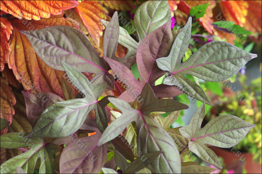 Декоративная ипомея батат