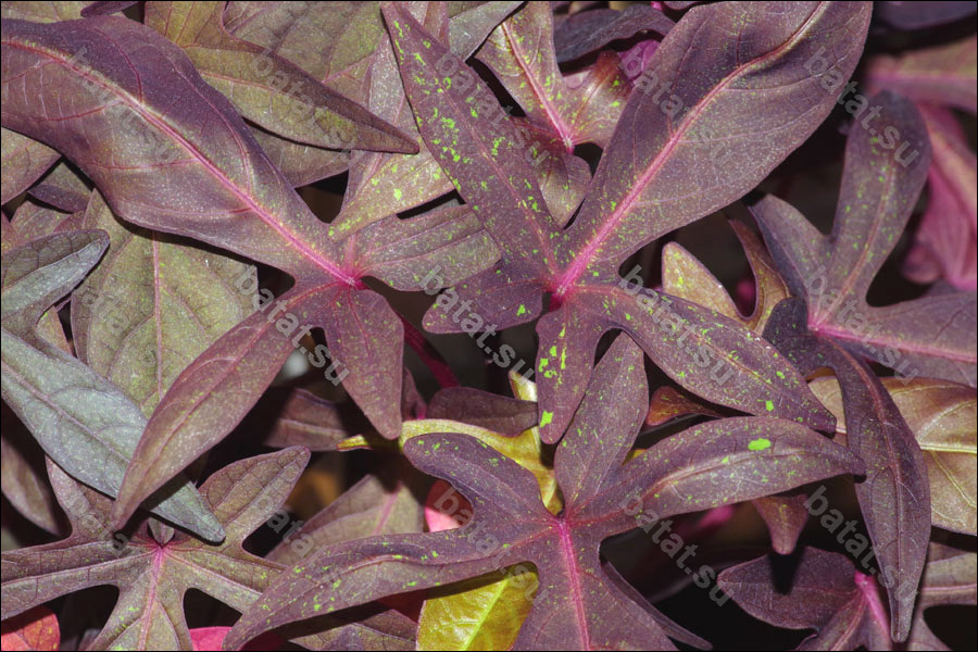 Декоративная ипомея батат