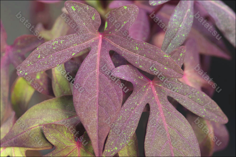 Декоративная ипомея батат