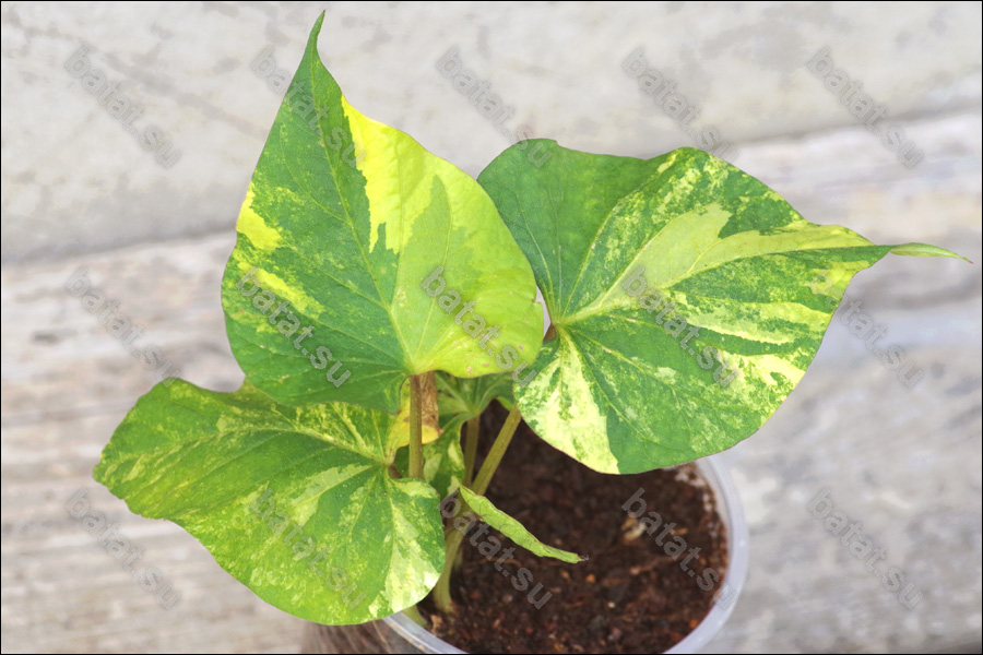 Декоративная ипомея батат