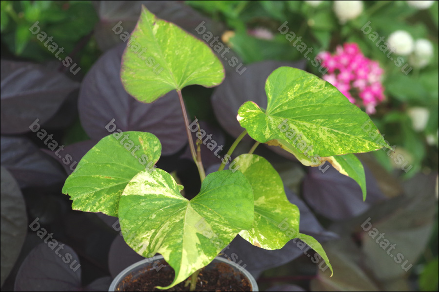 Декоративная ипомея батат