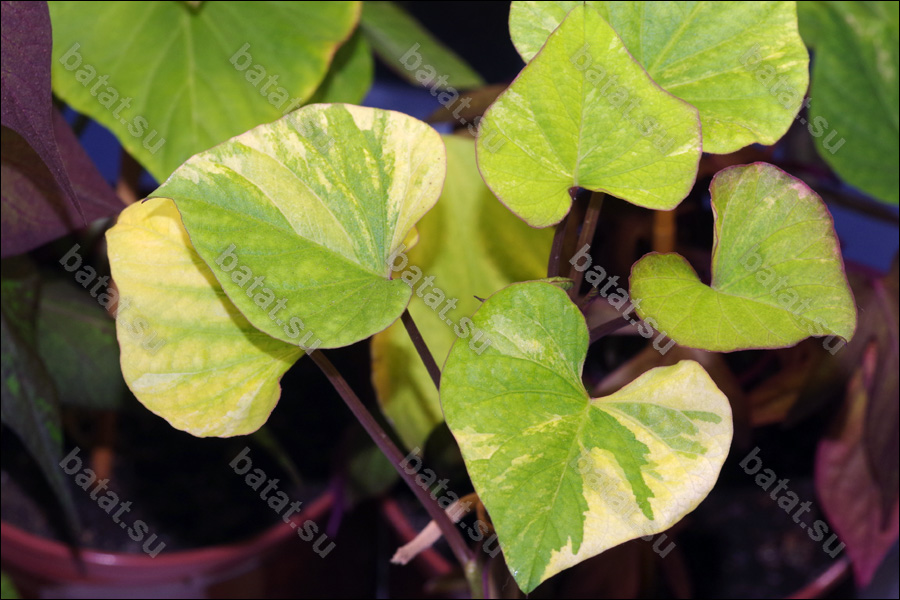 Декоративная ипомея батат