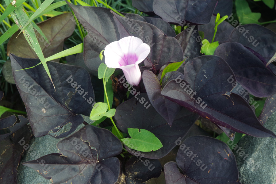 Декоративная ипомея батат