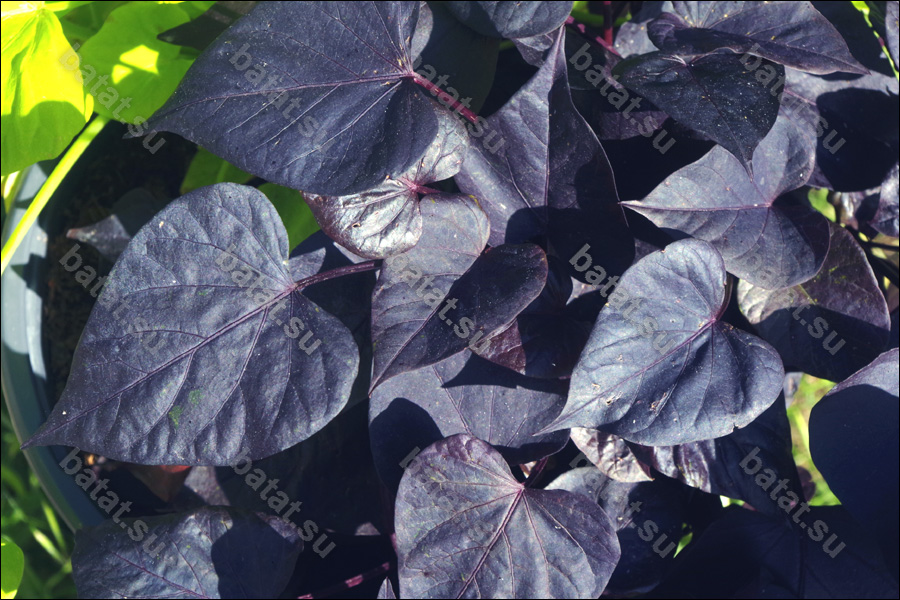 Декоративная ипомея батат