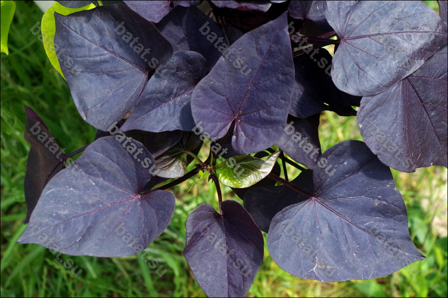 Декоративная ипомея батат