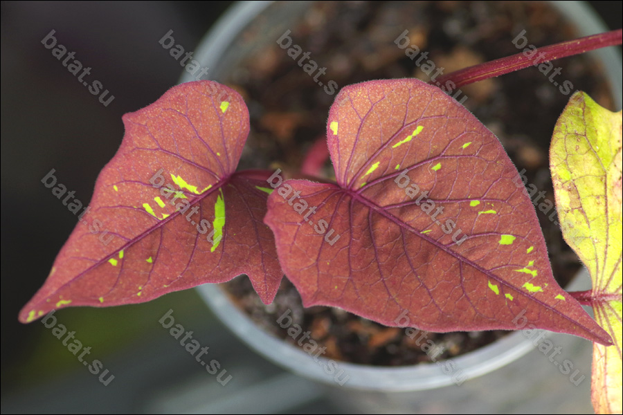 Декоративная ипомея батат