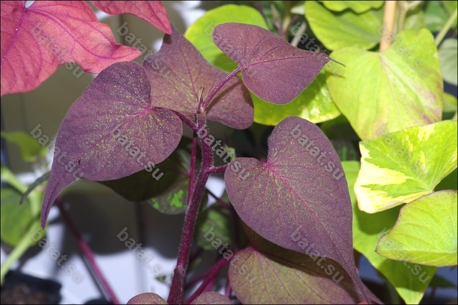 Декоративная ипомея батат