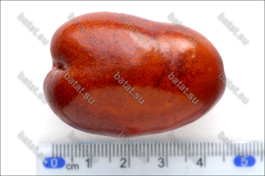 Китайский-2А, плод.