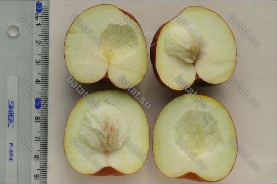 Сорт унаби Коктебель, плоды в рарезе.