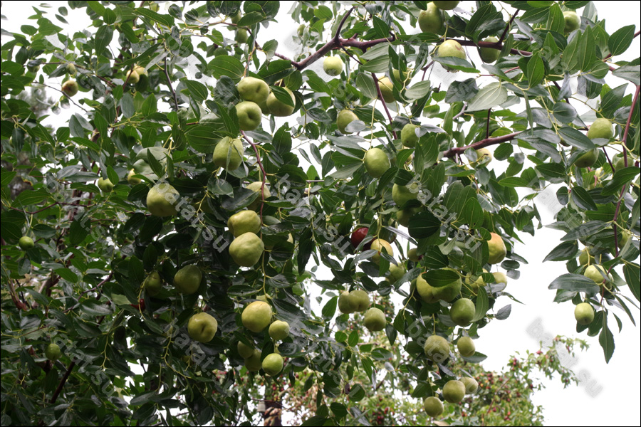 Сорт Коктебель, ветви с незрелыми плодами.