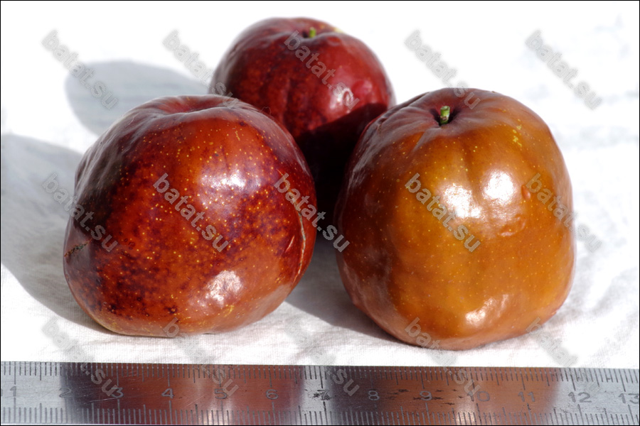 Сорт унаби Коктебель, плоды.