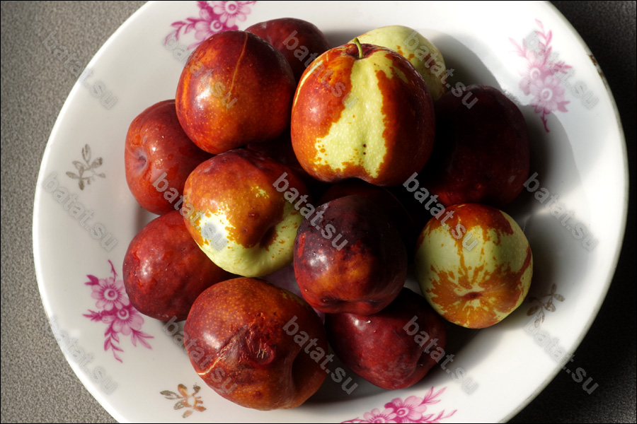 ПСорт унаби Коктебель, плоды.