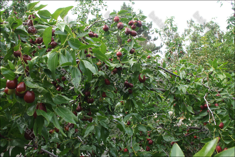 Ветви с плодами унаби Цукерковый (Конфетный).