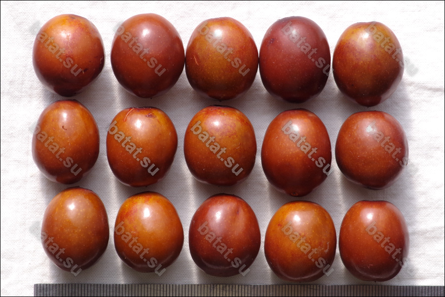 Плоды унаби сорта Цукерковый (Конфетный).