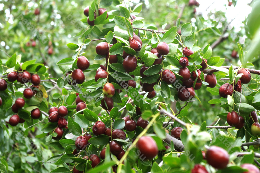 Ветви с плодами унаби Синит.