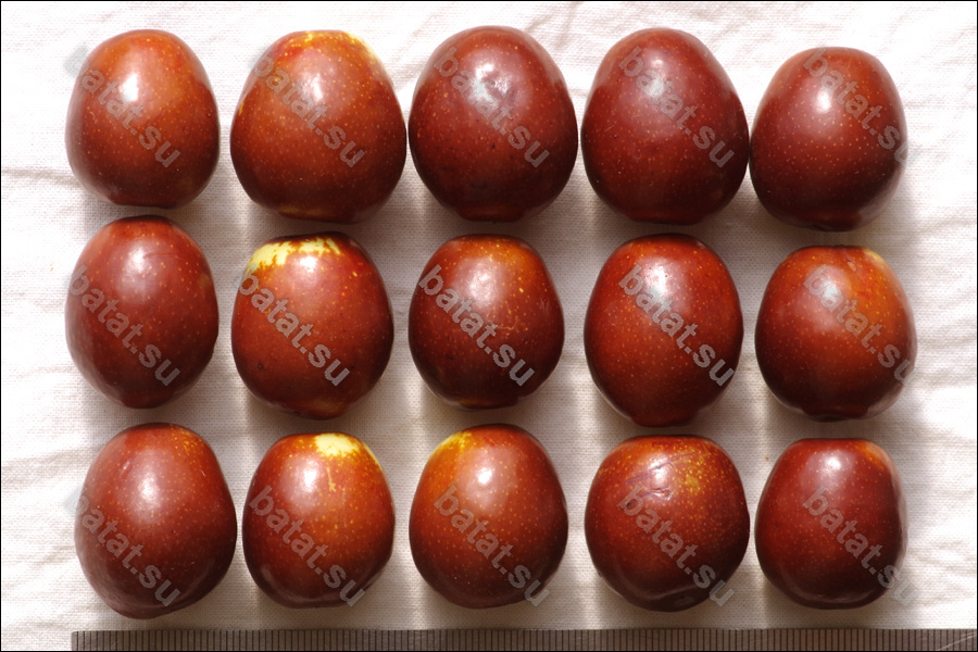 Плоды унаби сорта Синит.