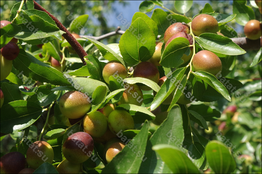 Унаби Синит, созревающие плоды.