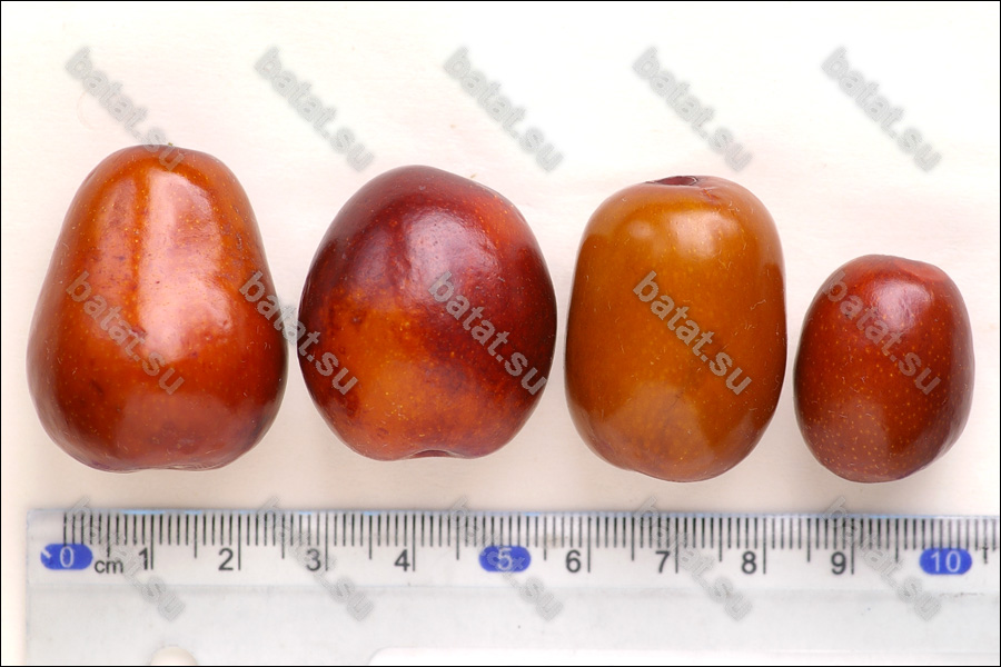 Плоды унаби.