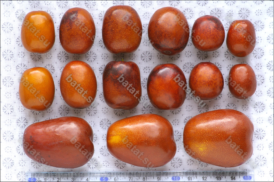 Плоды унаби.