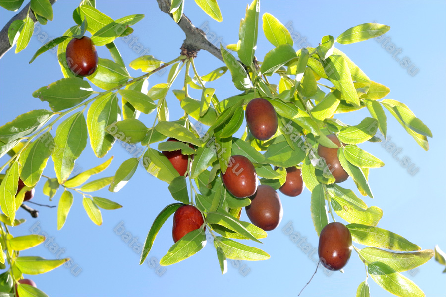 Унаби Вахш, ветвь с плодами.